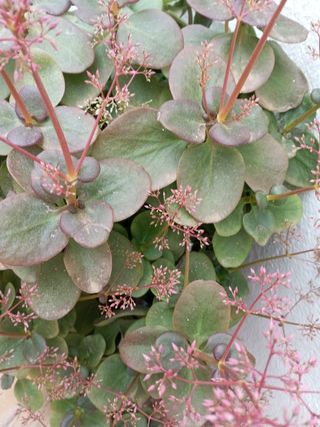 Planta 
