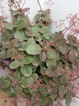 Planta 