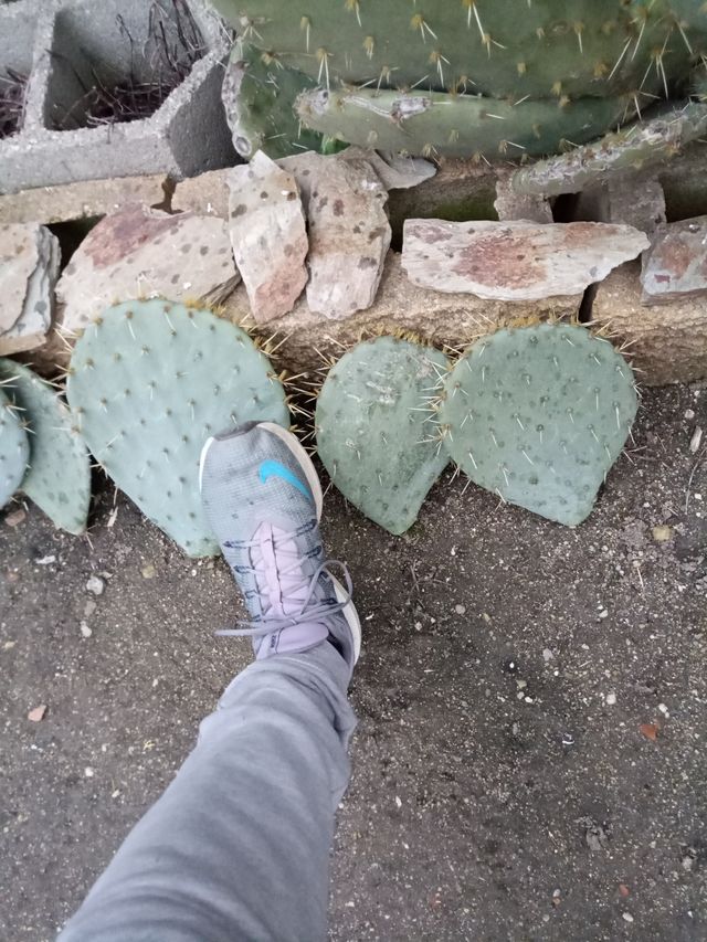 Opuntia Robusta cactus