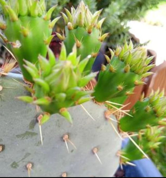 Opuntia Robusta cactus