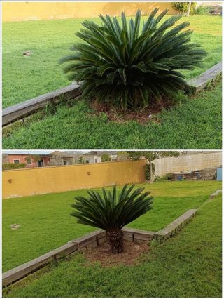 Jardinero económico 