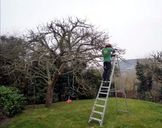 Limpieza de parcelas poda de árboles 