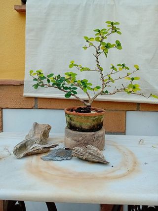 Ligustrum ovalifolium