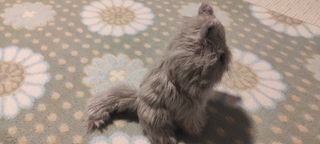 Peluche gato, gato, infantil, niños, peluche