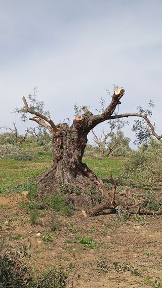ARRANQUE DE  OLIVOS