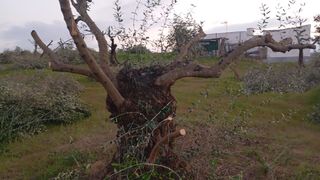 ARRANQUE DE  OLIVOS