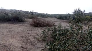 ARRANQUE DE  OLIVOS