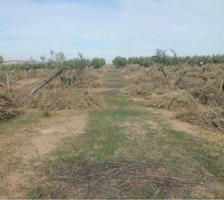 Se arranca y se limpia todo tipo de campos