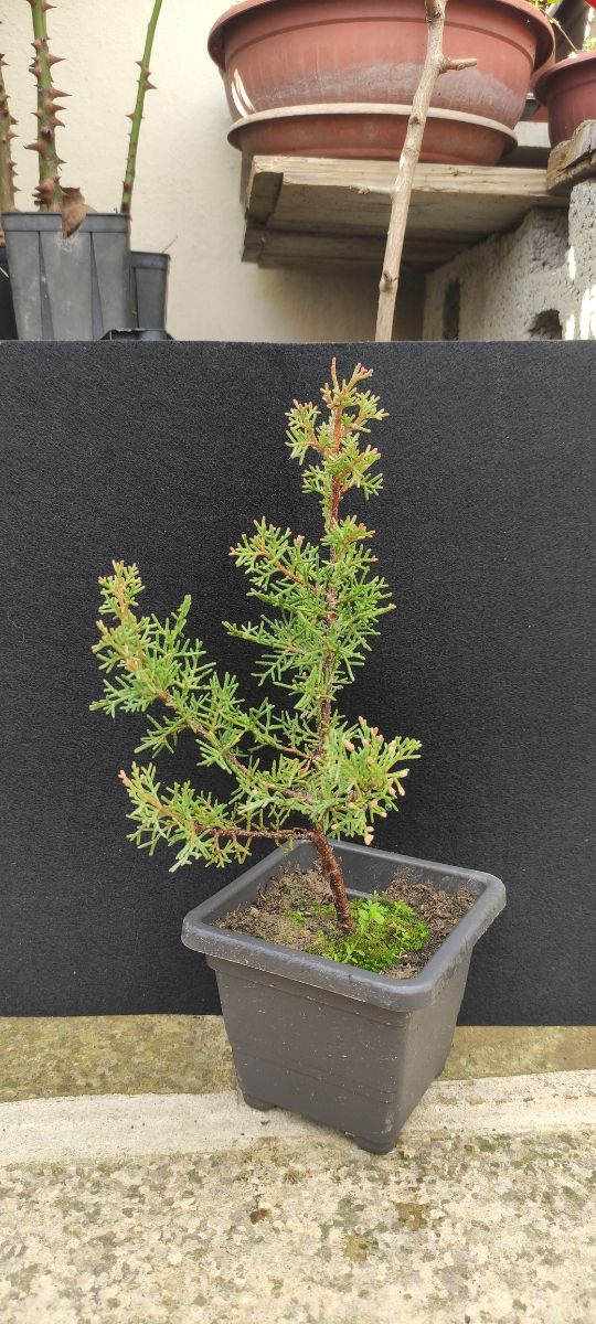 Bonsai cipresso sempreverde 01