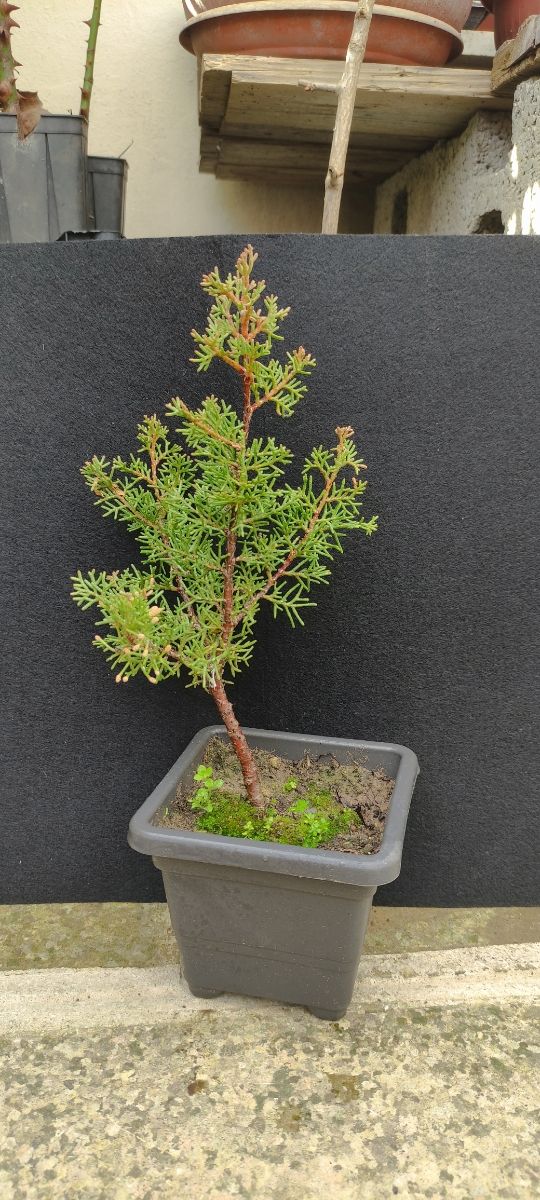 Bonsai cipresso sempreverde 01