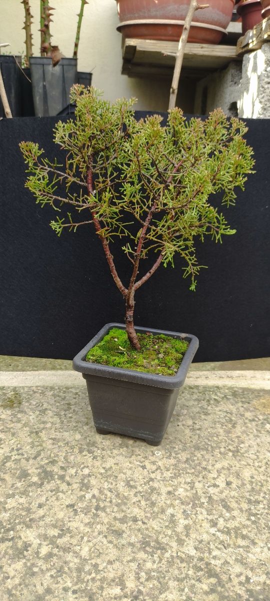 Cipresso sempreverde 02