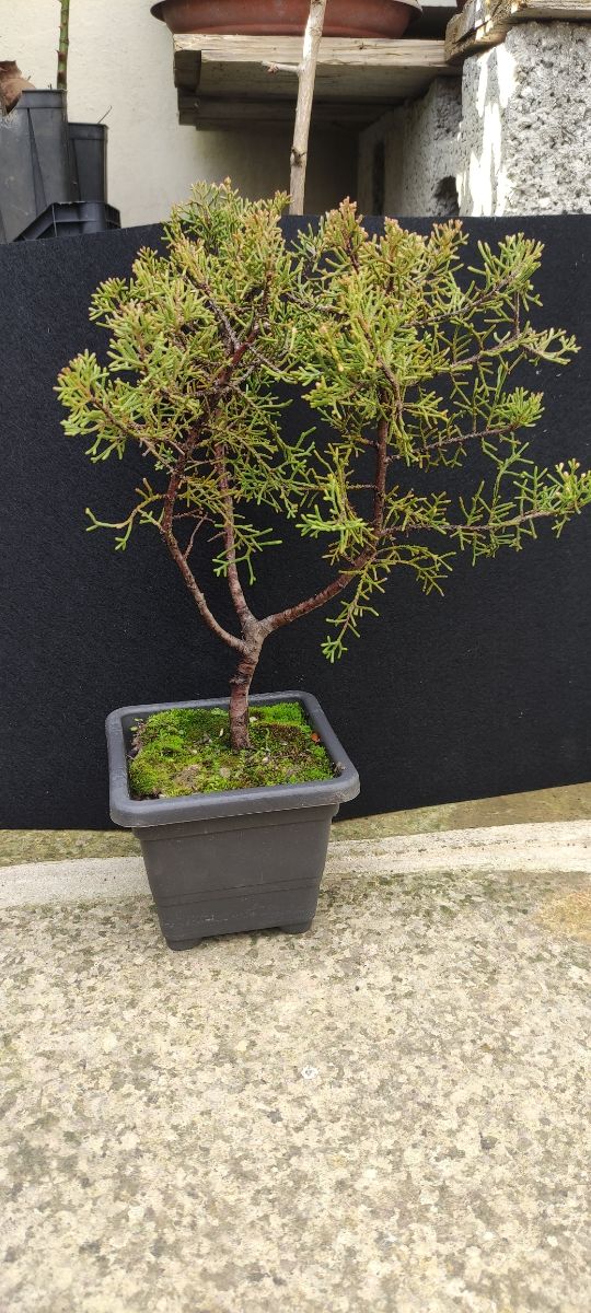 Cipresso sempreverde 02