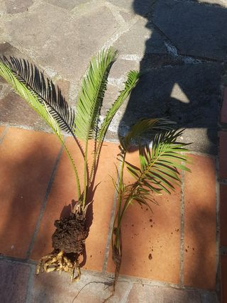 bulbi a strappo o in vasi alta 60 ,70