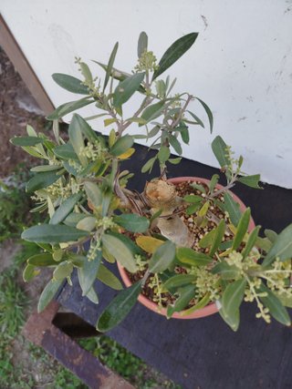 Bonsai Olivo