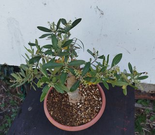 Bonsai Olivo
