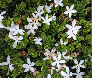 Semi di Carissa macrocarpa