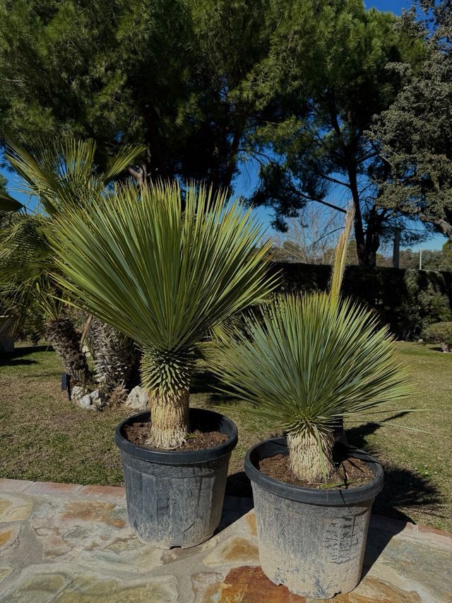 Plantas Yucca rostrata varios tamaños