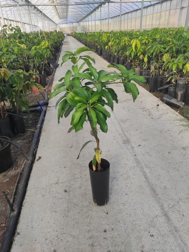 Plantes d'oliviers, pistachiers, arbres tropicaux