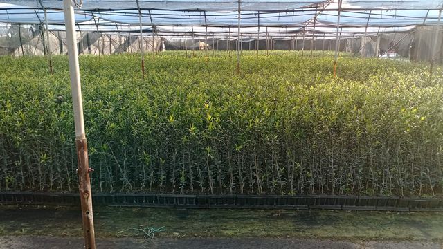 Plantes d'oliviers, pistachiers, arbres tropicaux