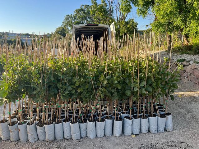 Plantes d'oliviers, pistachiers, arbres tropicaux