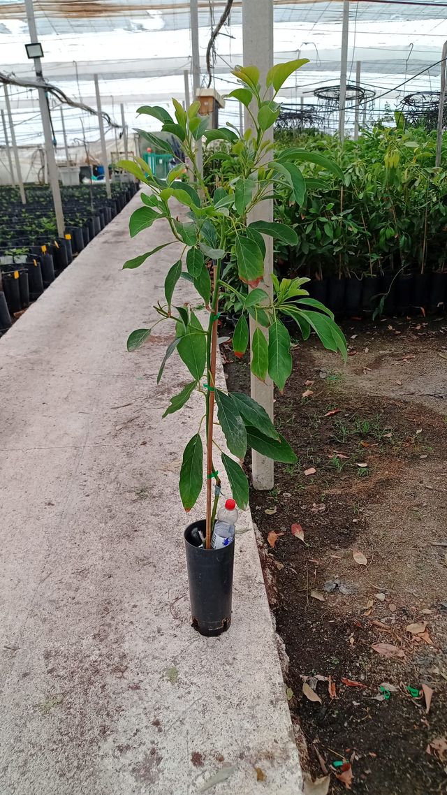 Plantes d'oliviers, pistachiers, arbres tropicaux