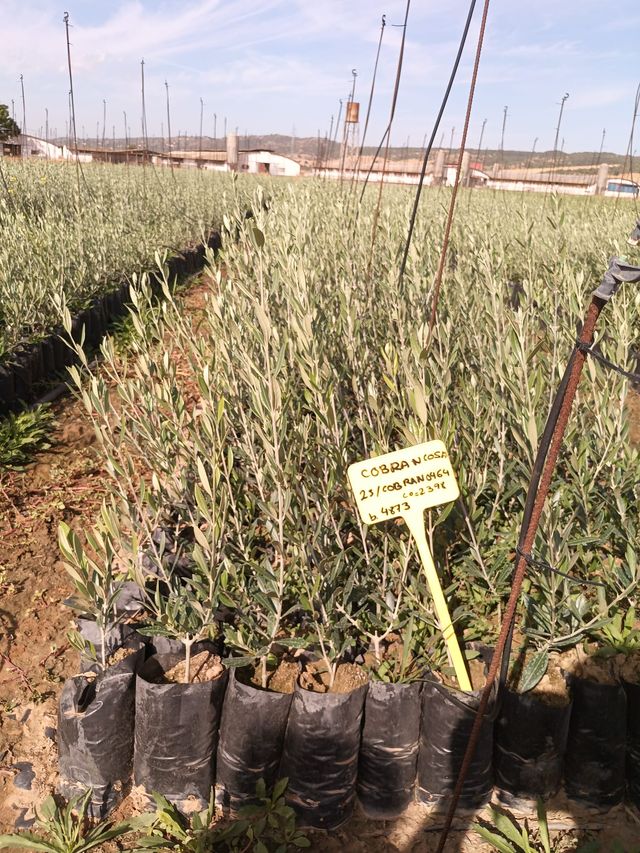 Plantes d'oliviers, pistachiers, arbres tropicaux