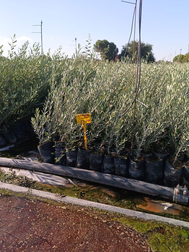 Plantes d'oliviers, pistachiers, arbres tropicaux