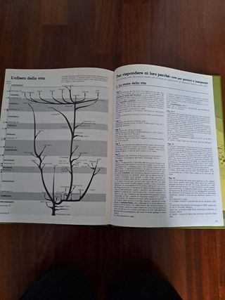 Libro animali e piante scoprire la vita
