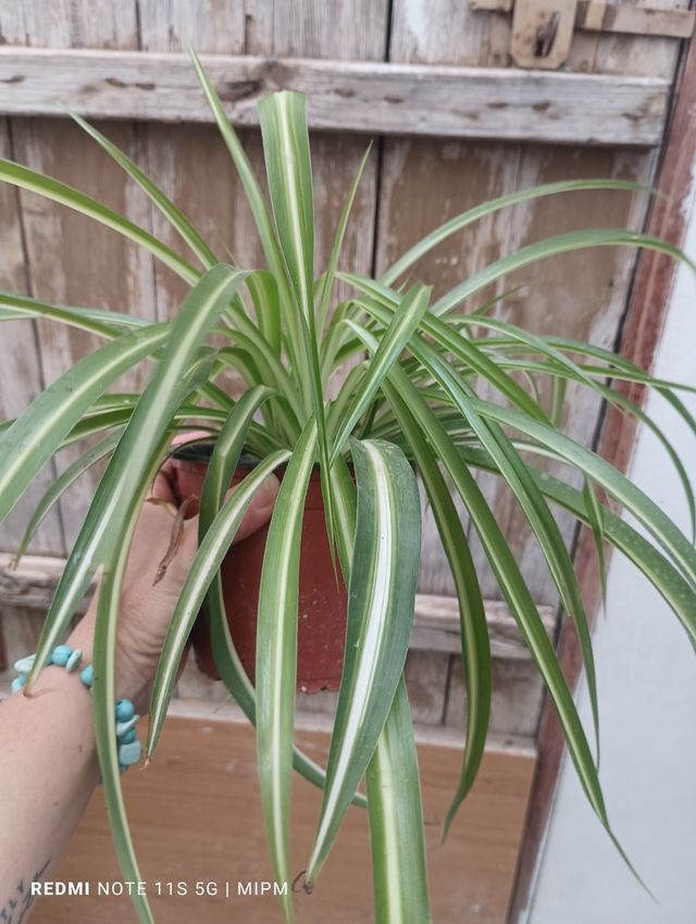 Mini planta de cinta