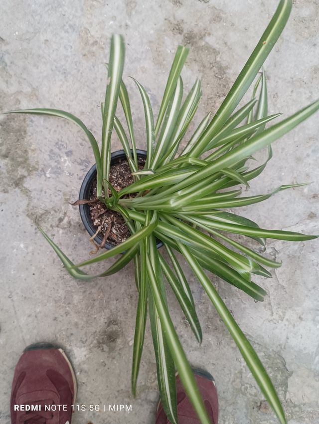 Mini planta de cinta