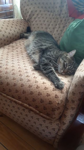 Cuido a tus gatos a domicilio