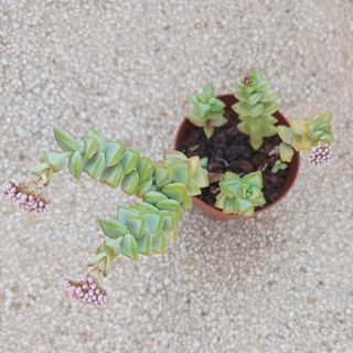 Suculenta Crassula Rupestris.