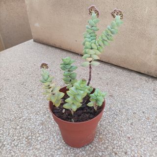 Suculenta Crassula Rupestris.