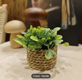 Lote de 3 mini plantas en maceta