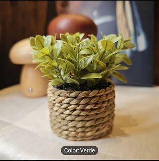 Lote de 3 mini plantas en maceta