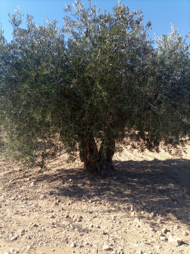 Se vende olivas para trasplantar