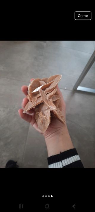 Rosa del desierto grande