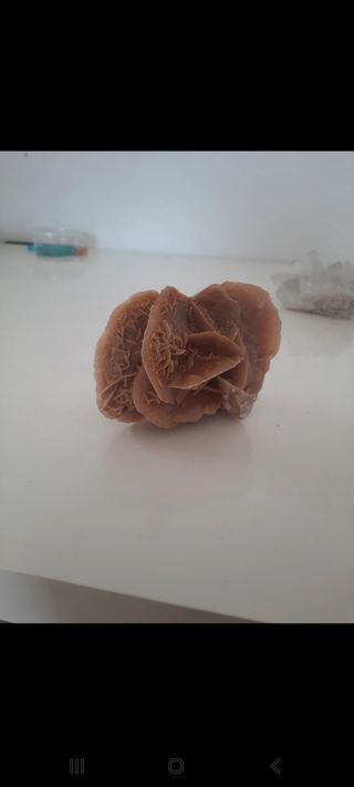 Rosa del desierto grande