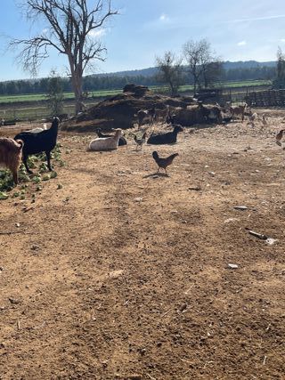 Estiércol de Ovejas