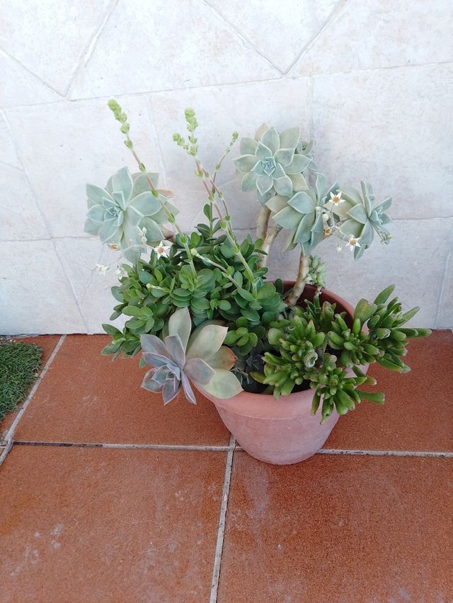 Plantas