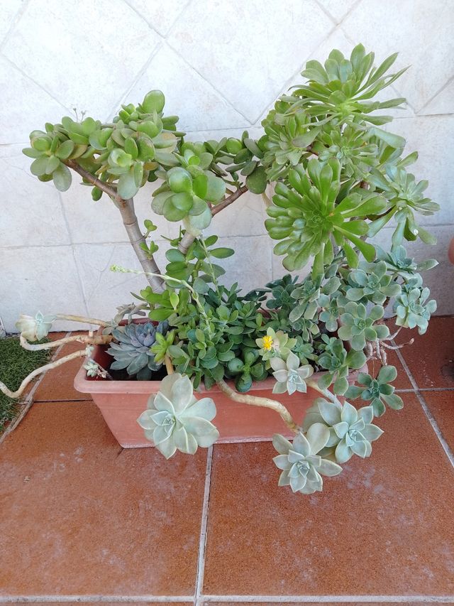Plantas