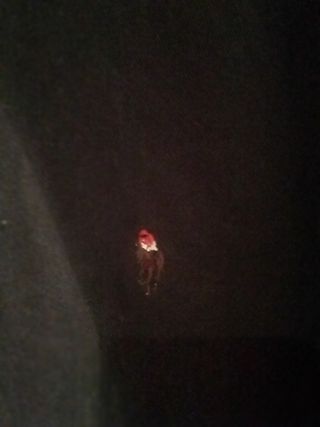 Cazadora priston azul marino,talla L