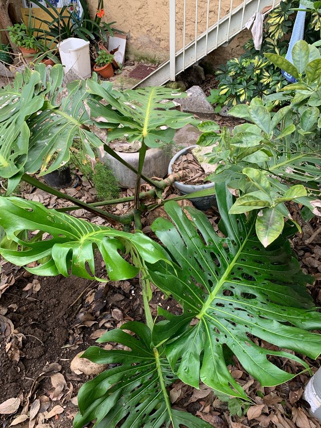 Planta jardin. Costilla de Adan