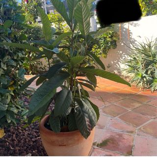 Nispero planta