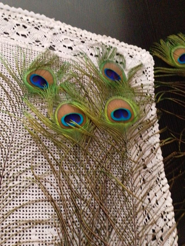 4:Plumas de pavo Real