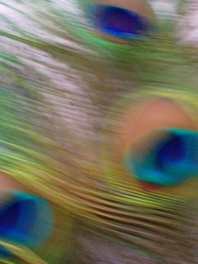 4:Plumas de pavo Real