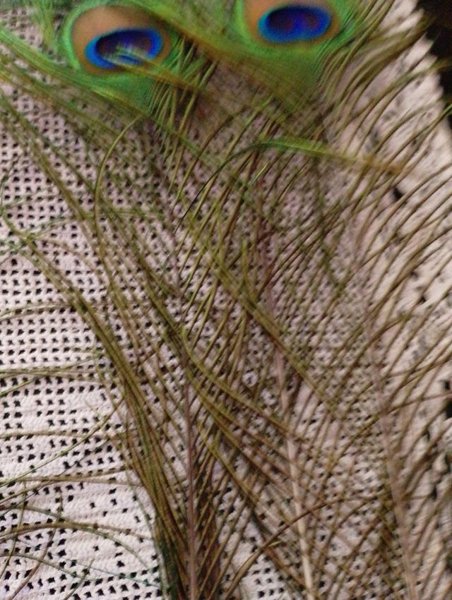 4:Plumas de pavo Real