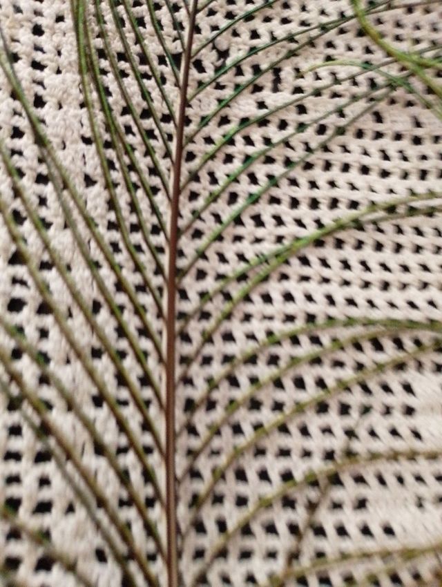 4:Plumas de pavo Real