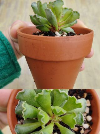 Adromischus cristatus