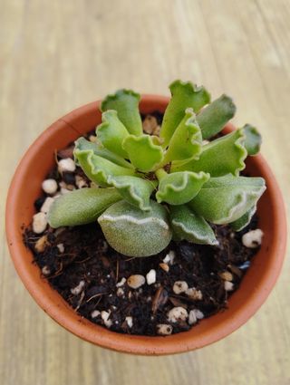Adromischus cristatus